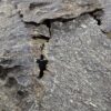 ⁦جار هندي قاروهيلز سوبر مرتفع⁩ - الصورة ⁦4⁩