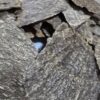 ⁦جار هندي قاروهيلز سوبر مرتفع⁩ - الصورة ⁦9⁩