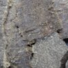 ⁦جار هندي قاروهيلز سوبر مرتفع⁩ - الصورة ⁦12⁩